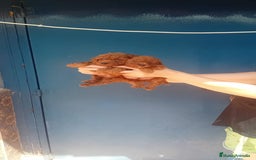 Caniche Toy perros en venta: Caniche mini toy  - Imagen 1