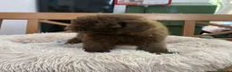 Caniche Enano perros en venta: Caniche enano chocolate en Albacete - Anuncio 4