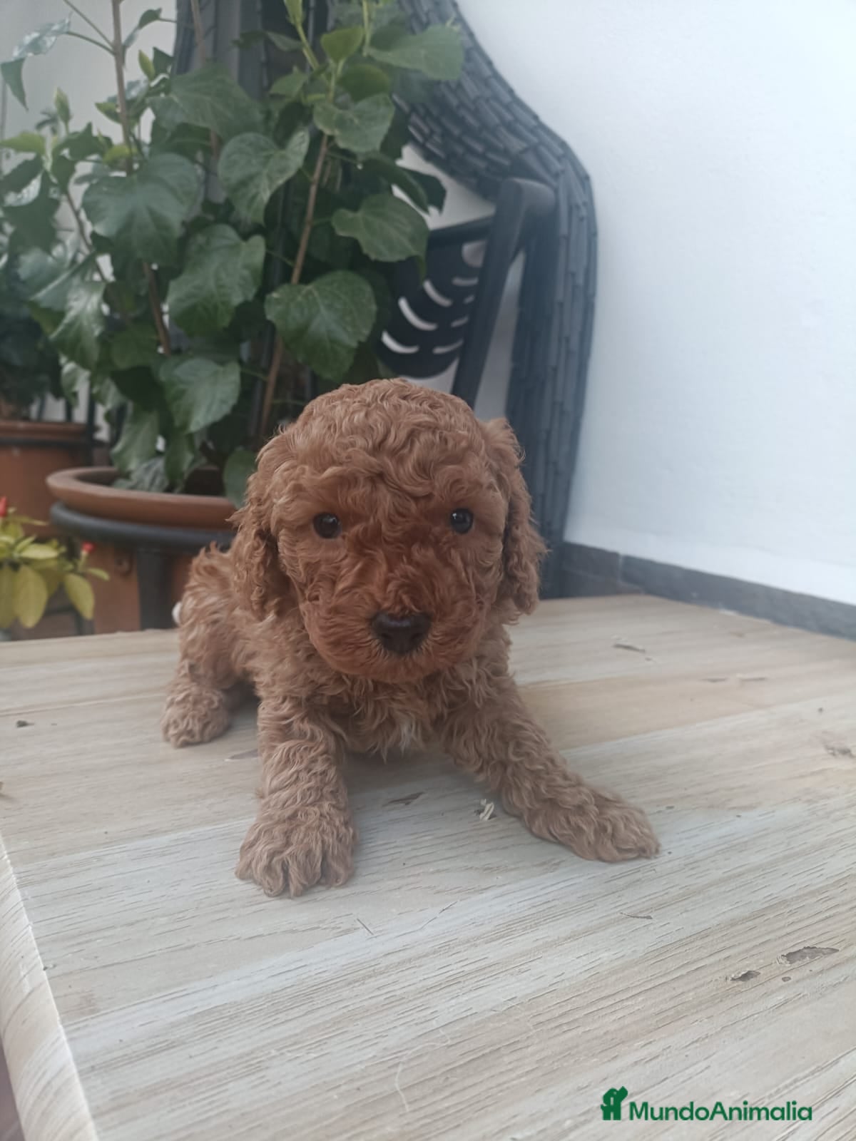 Caniche Enano perros Caniches en Barcelona - Anuncio 2