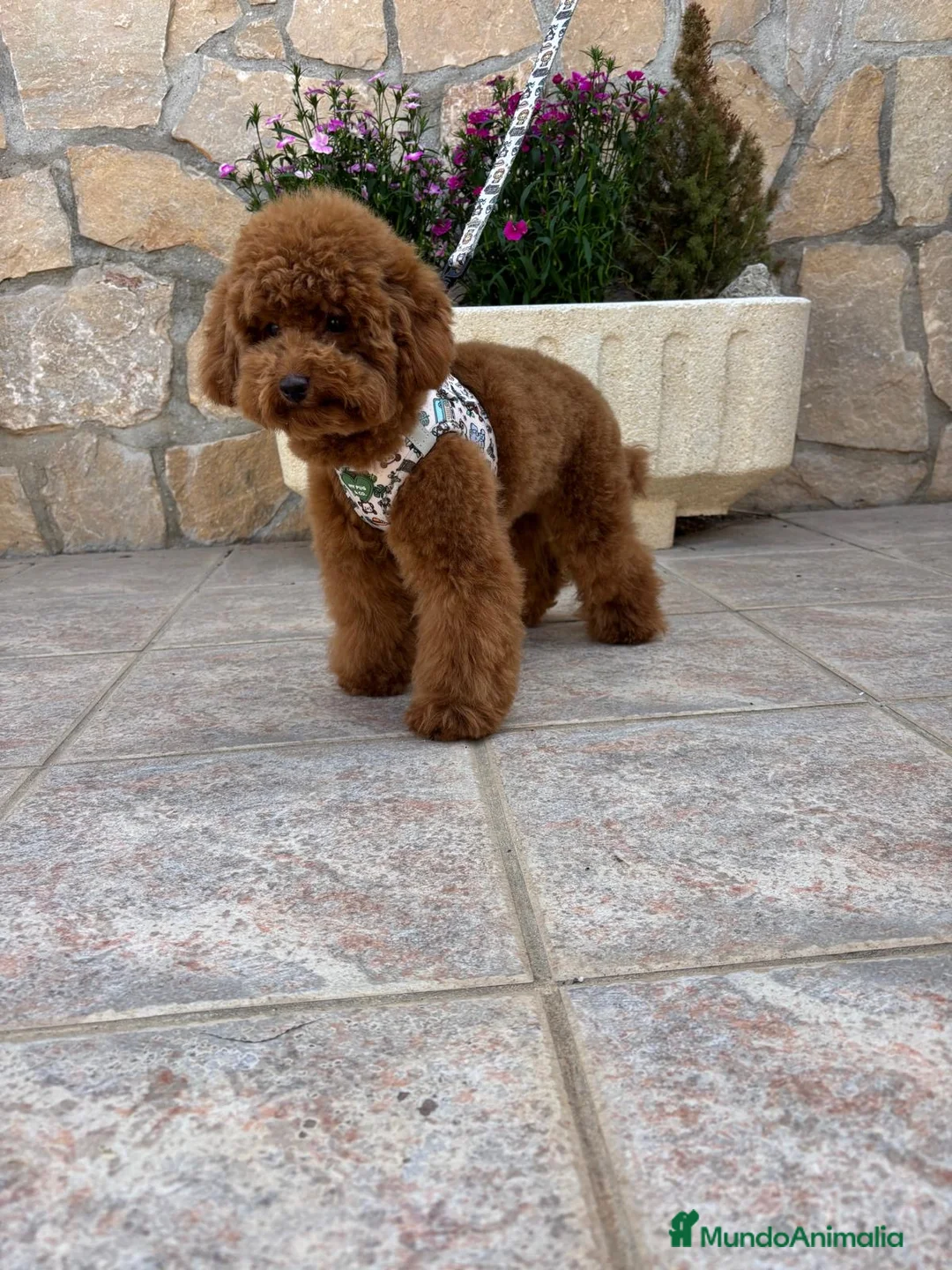 Caniche Toy perros en venta: Caniche toy nueva camada !!! - Anuncio 2