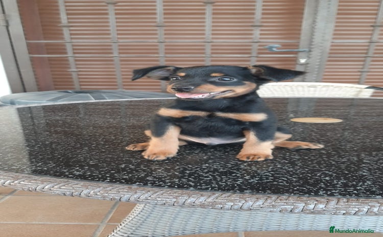 Pinscher Miniatura perros - Propaganda 1
