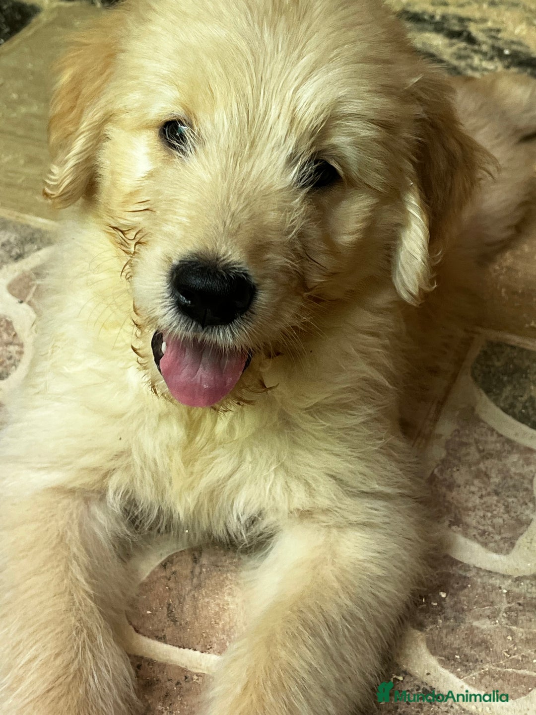 Goldendoodle perros en venta: Goldendoodle  - Imagen 4
