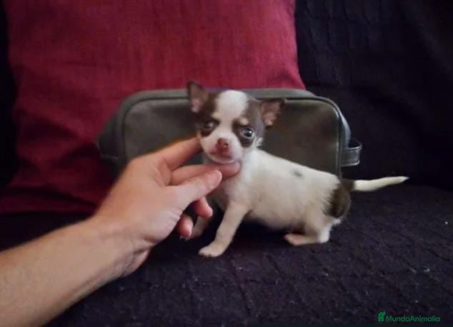 Chihuahua perros Chihuahua toy - Anuncio 2