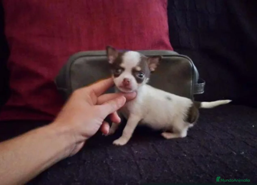 Chihuahua perros en venta: Chihuahua toy - Anuncio 2