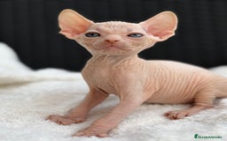 Sphynx gatos en venta: Sphynx gato egipcio  - Imagen 3
