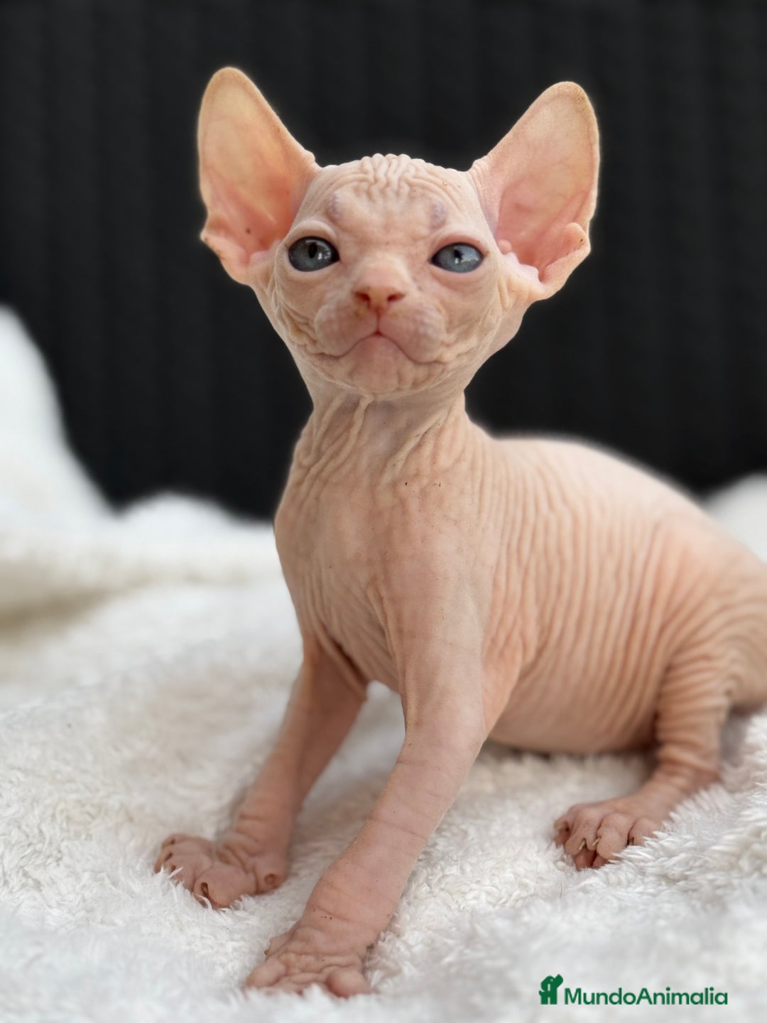 Sphynx gatos en venta: Sphynx gato egipcio  - Imagen 3