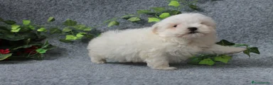 Bichón Maltés Cachorro 9