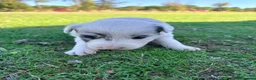 Border Collie perros en venta: Border Collie - Anuncio 7