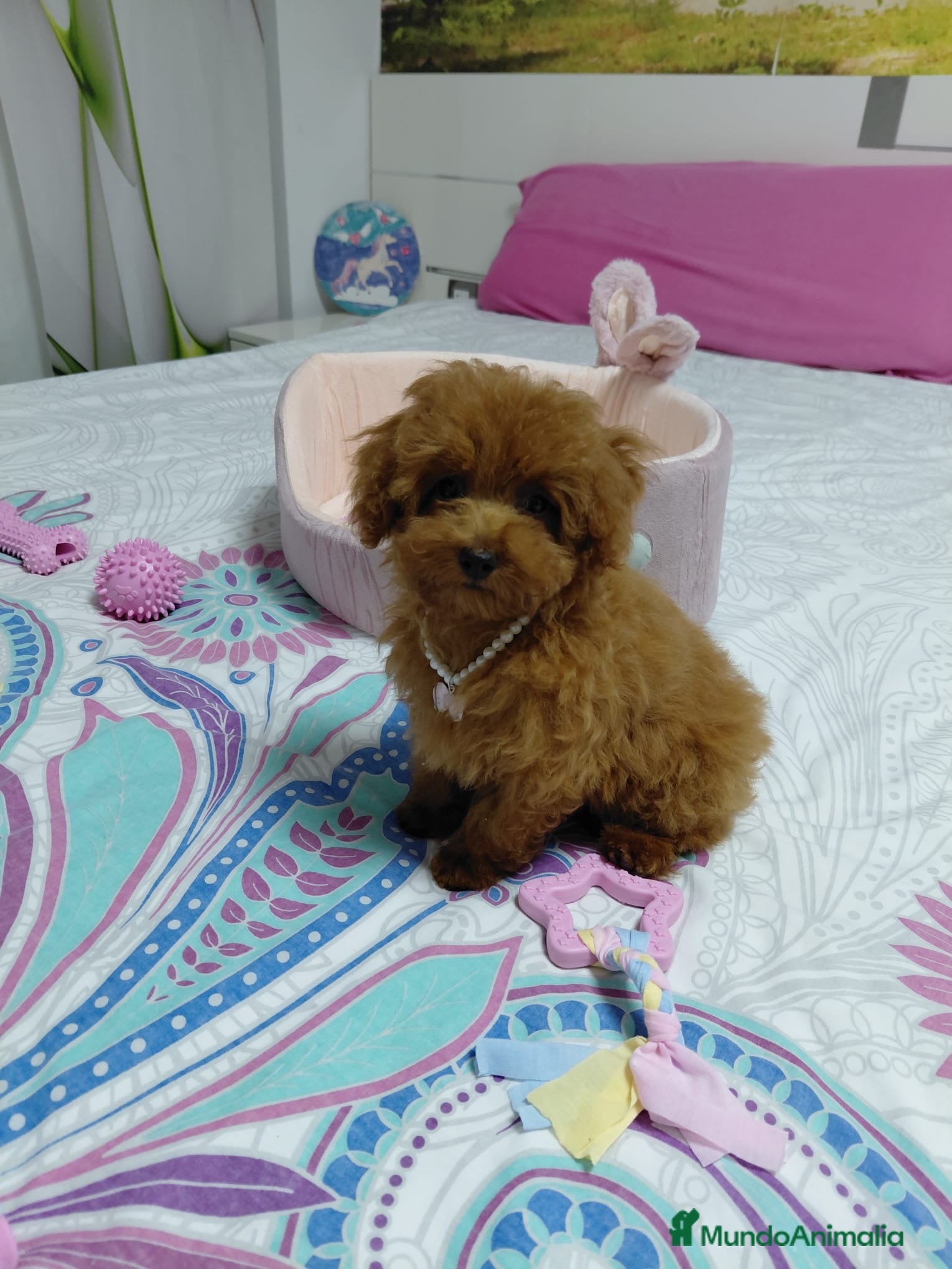 Caniche Toy perros Caniche toy  - Anuncio 2
