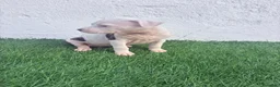 American Staffordshire-Terrier perros en venta: American Staffordshire terrier - Anuncio 4