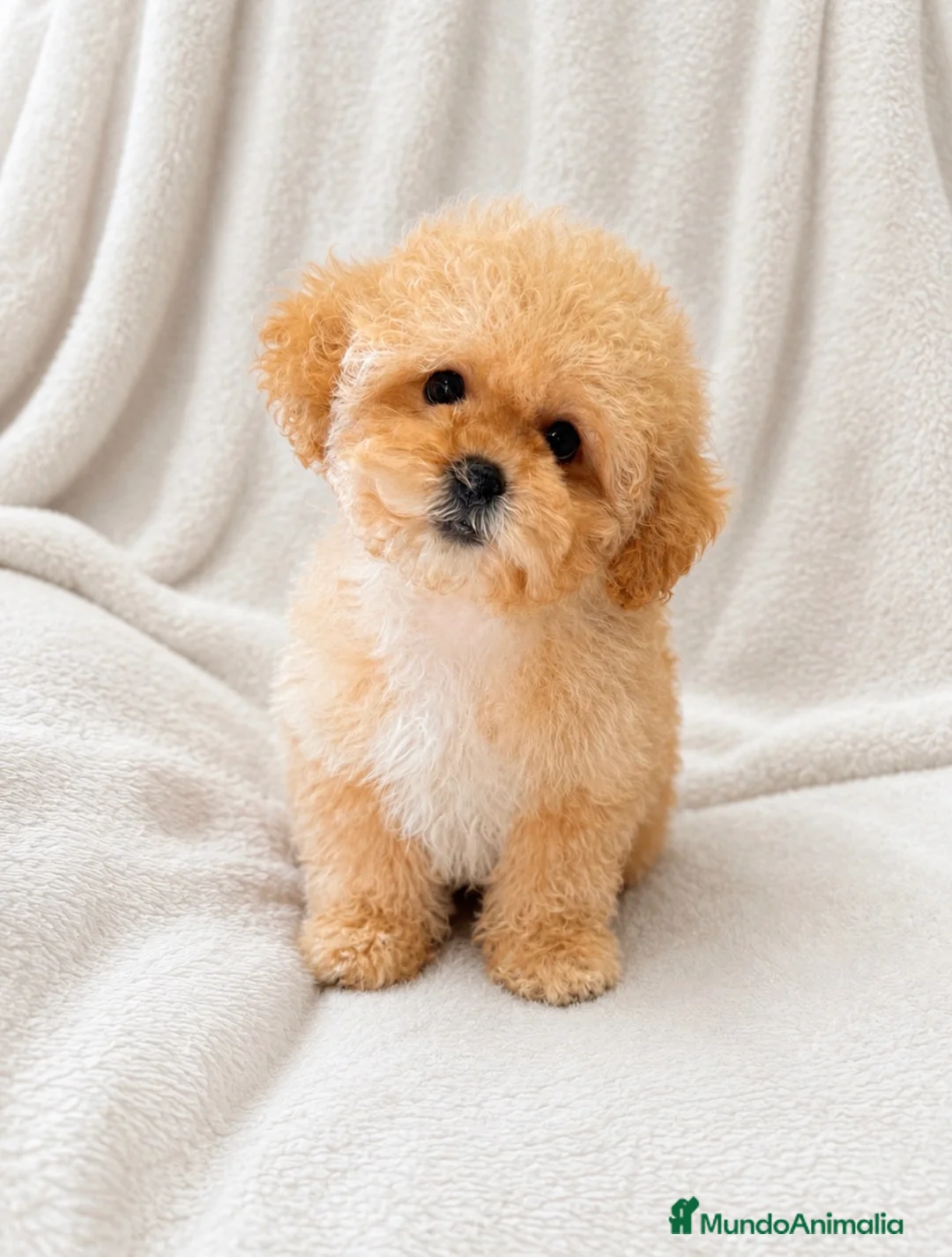 Shihpoo perros en venta: Me llamo Oscar y soy un ShihPoo  - Anuncio 2