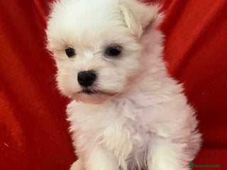 Bichón Habanero perros en Barcelona - Anuncio 1