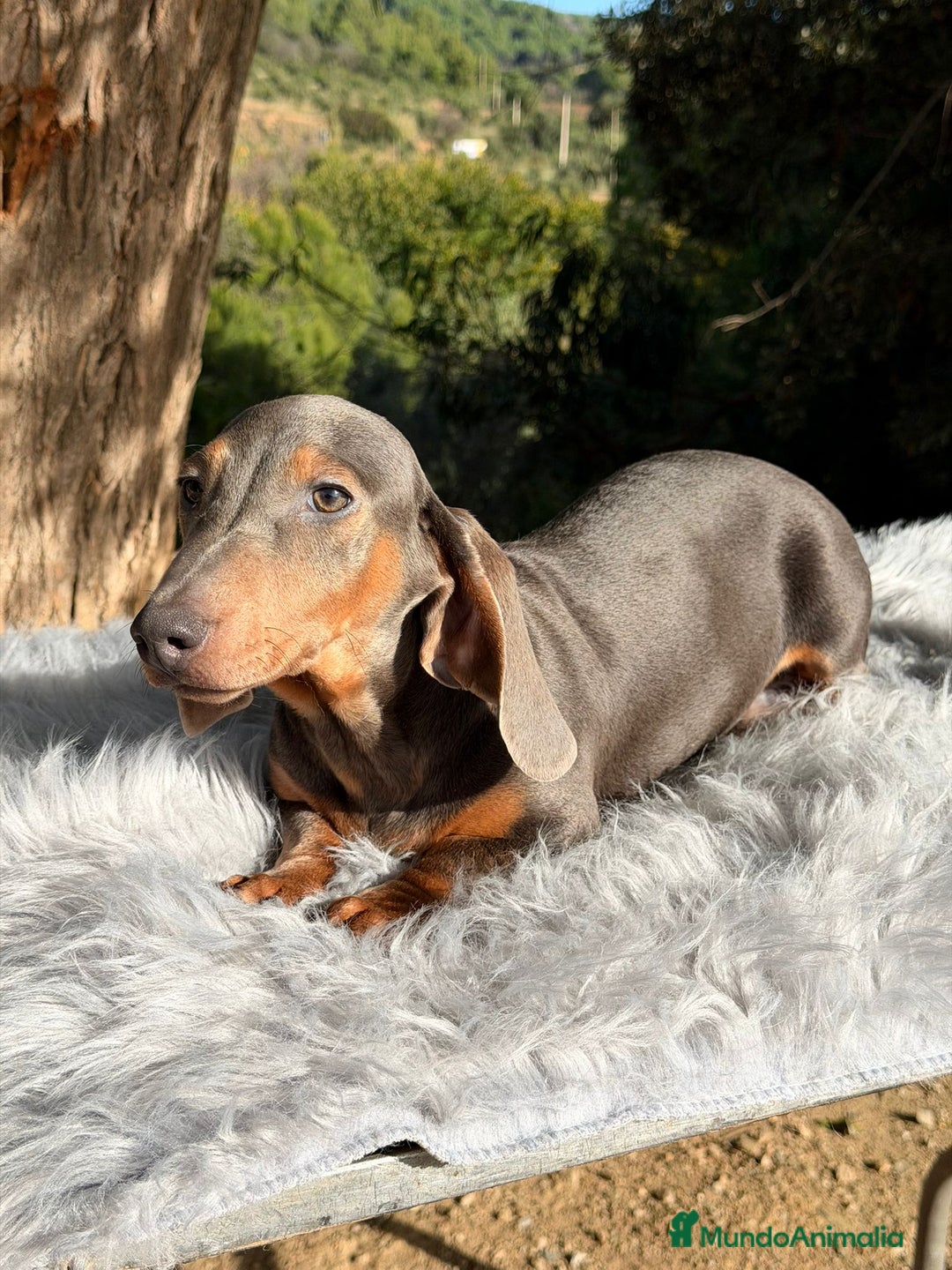 Teckel Miniatura perros en venta: Teckel blue mini - Anuncio 3