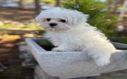 Bichón Maltés perros en venta: Bichon maltés toy listo para entregar  - Imagen 3