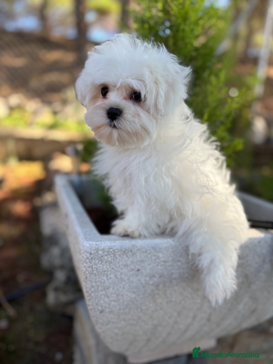 Bichón Maltés perros en venta: Bichon maltés toy listo para entregar  - Imagen 3