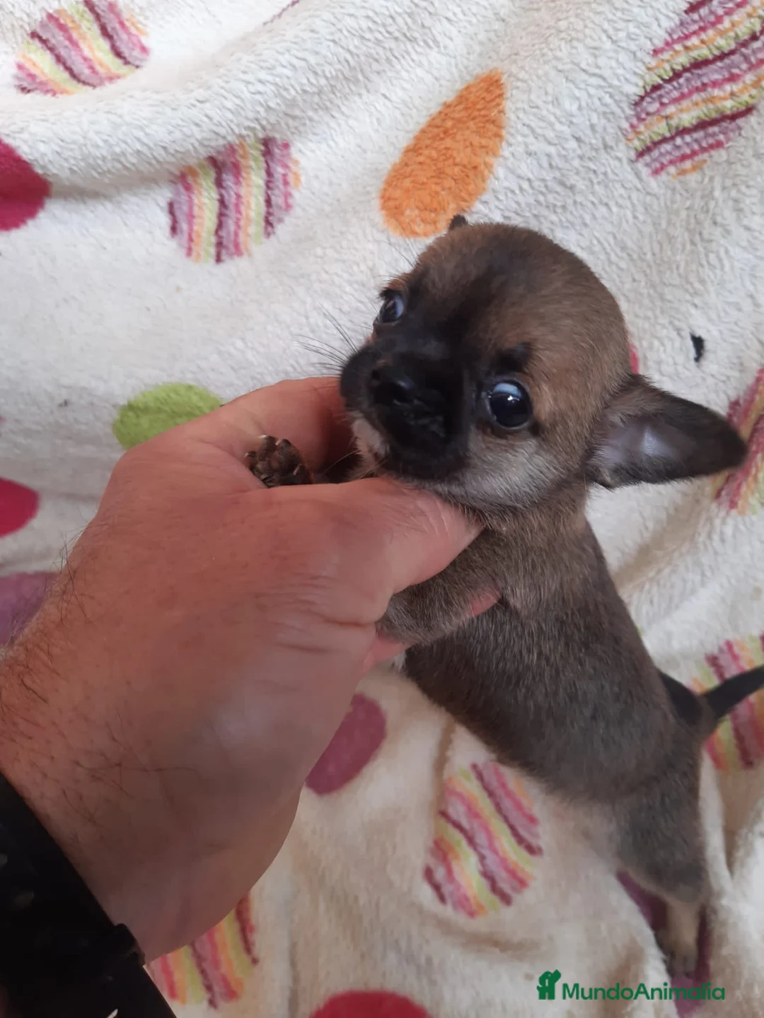 Chihuahua perros en venta: Chihuahua en Barcelona - Anuncio 7