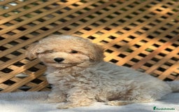 Caniche Toy perros en venta: Caniche Apricot Toy  - Imagen 3
