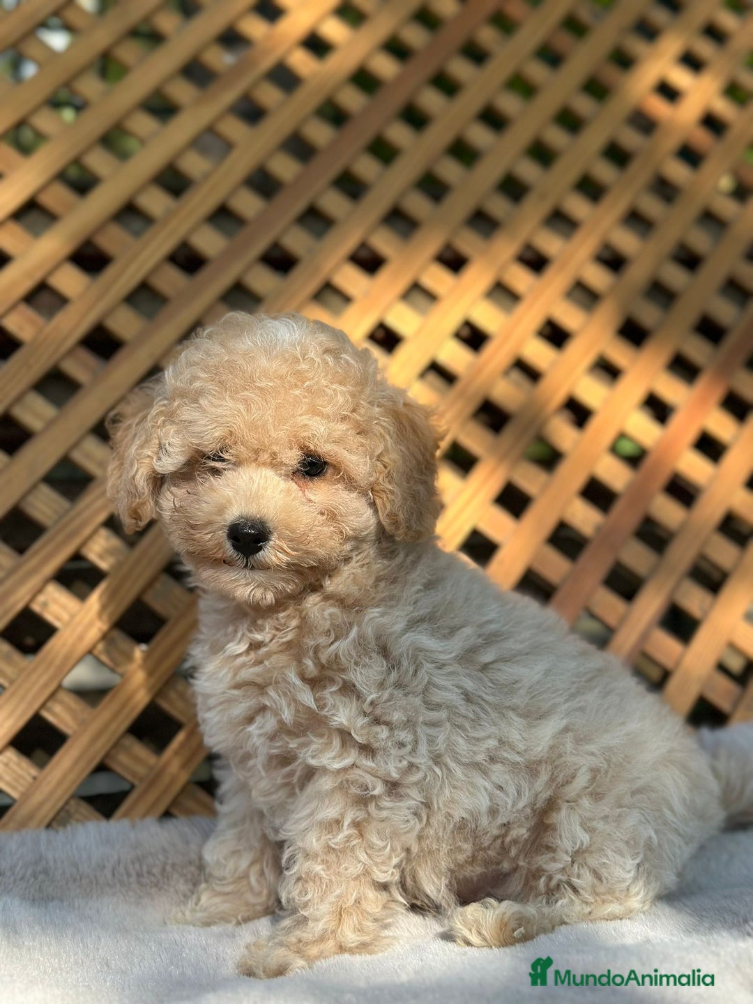 Caniche Toy perros en venta: Caniche Apricot Toy  - Imagen 3