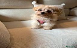 Maltipoo perros en venta: Maltipoo Toy hembra 5 meses - Imagen 2