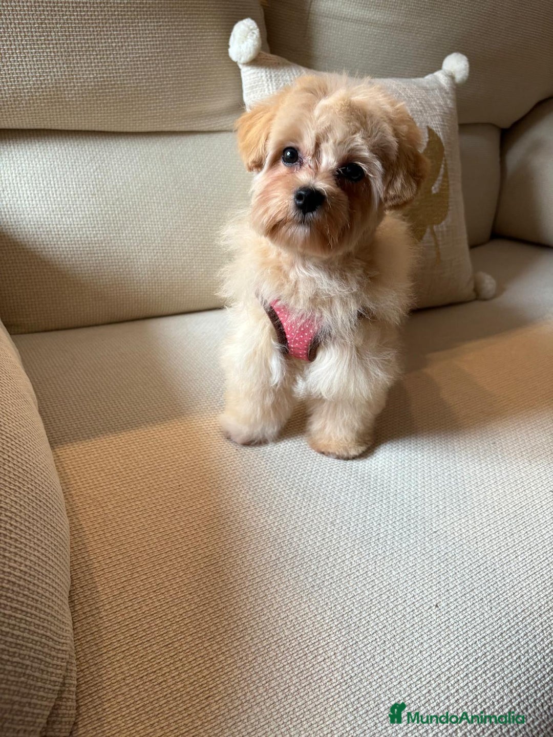 Maltipoo perros en venta: Maltipoo Toy hembra 5 meses - Imagen 2