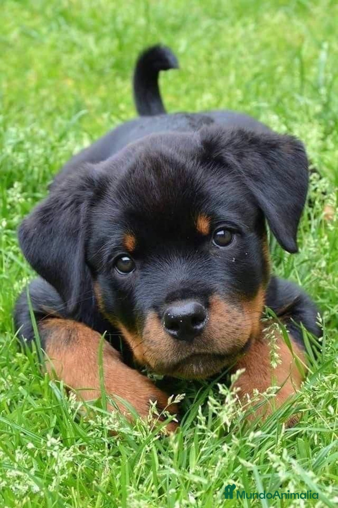 Rottweiler perros en venta: ROTTWEILER CACHORROS  631 67 03 85 - Imagen 3