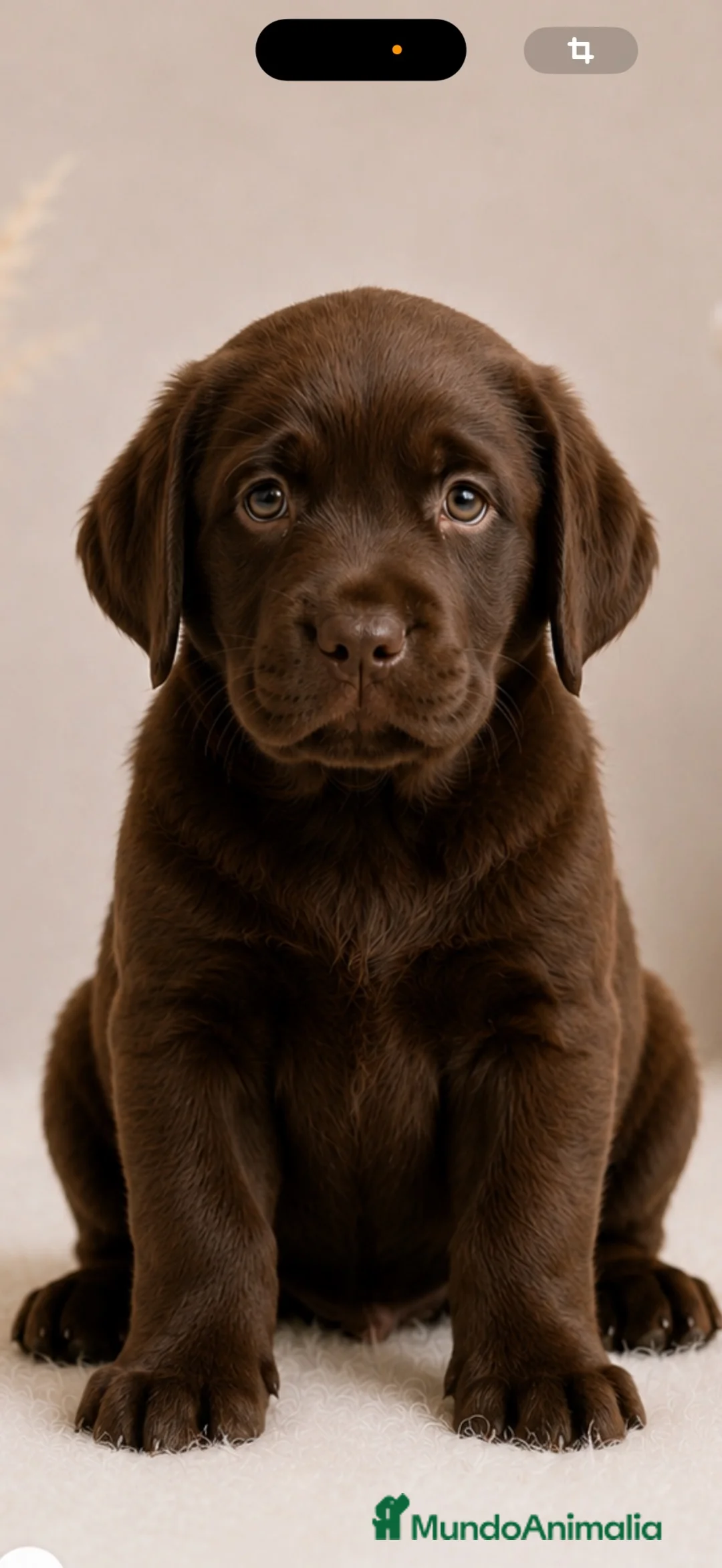 Labrador Retriever perros en venta: 💳 Labrador Retriever | Financiación Disponible - Anuncio 4