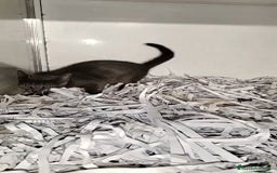 Cartujo gatos en venta: Cartujo  - Imagen 1