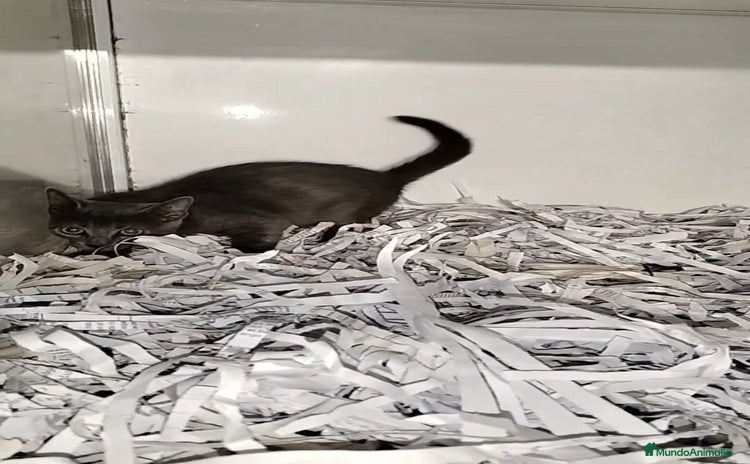 Cartujo gatos - Anuncio 14