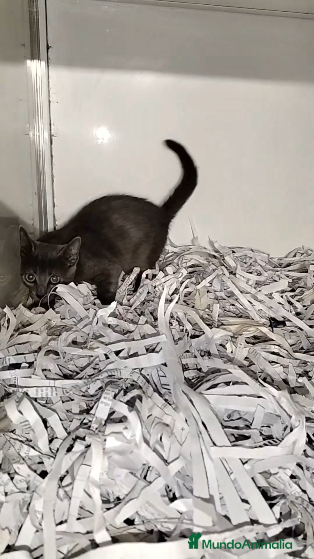 Cartujo gatos en venta: Cartujo  - Imagen 1