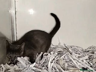 Cartujo gatos - Anuncio 2