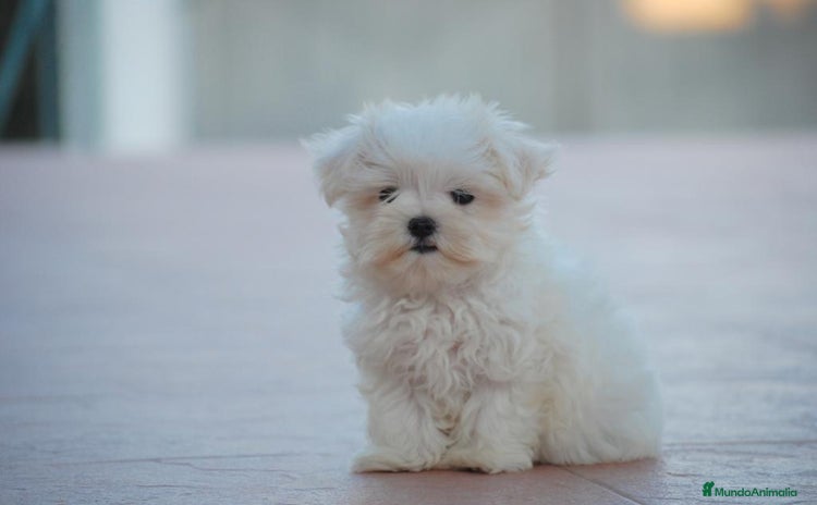 Bichón Maltés perros - Anuncio 1