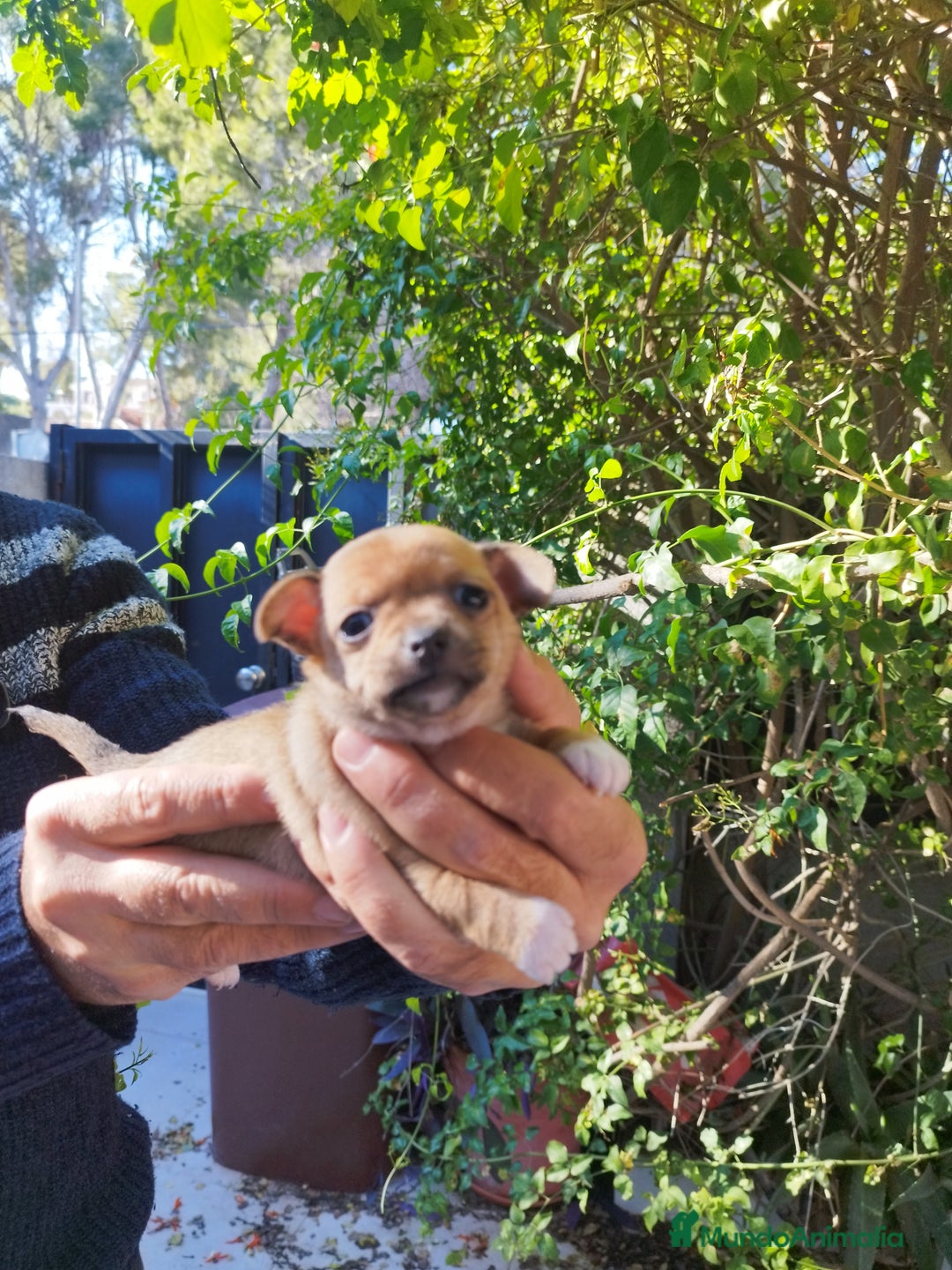 Chihuahua perros en venta: CHIHUAHUAS EXCLUSIVOS - Anuncio 8