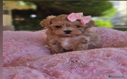 Maltipoo perros en venta: MALTIPOO ASIÁTICO MINIATURA  - Imagen 3