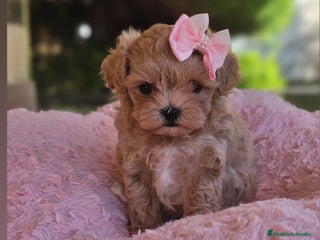 Maltipoo perros - Anuncio 3