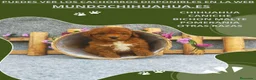 Caniche Toy perros en venta: PRECIOSOS CANICHE  ROJO LINEA TOY - Anuncio 14