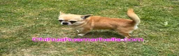 Chihuahua perros en venta: Chihuahua macho adulto - Anuncio 1