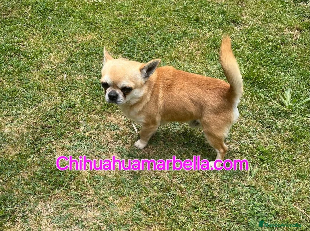 Chihuahua perros en venta: Chihuahua macho adulto - Anuncio 1