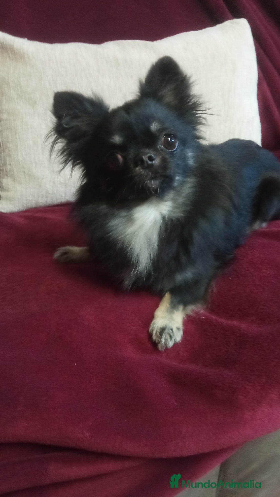 Chihuahua perros chihuahua pelo largo  - Anuncio 1