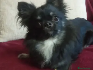 Chihuahua perros chihuahua pelo largo - Anuncio 1