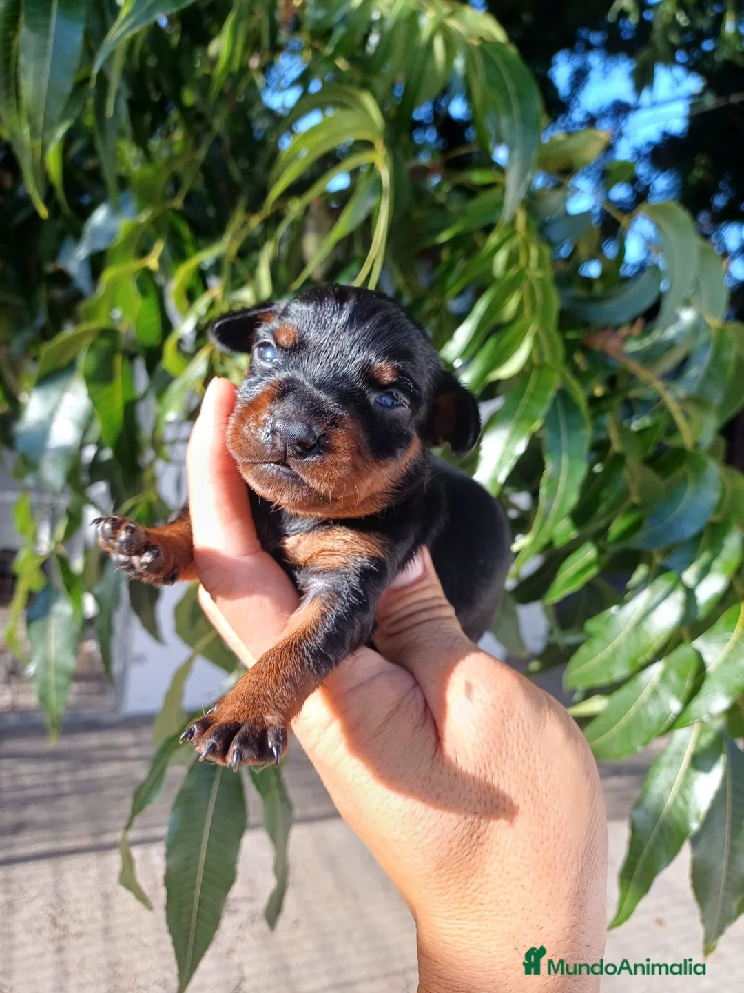 Pinscher Miniatura perros en venta: Pinscher miniatura  - Anuncio 1