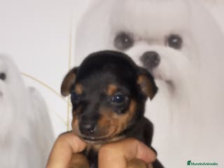 Pinscher Miniatura perros Pincher miniatura - Anuncio 1