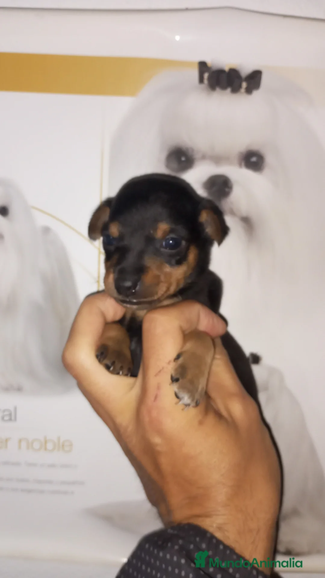 Pinscher Miniatura perros en venta: Pincher miniatura - Anuncio 1