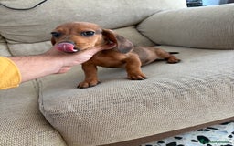Teckel perros en venta: Teckel kaninchen  - Imagen 1