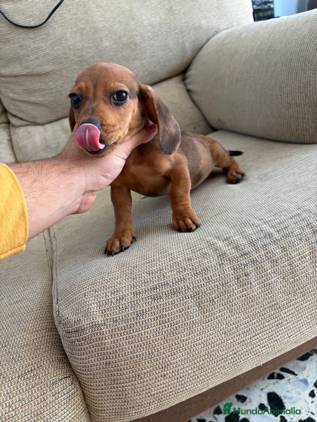 Teckel perros en venta: Teckel kaninchen  - Imagen 1
