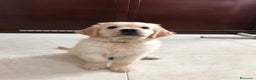 Golden Retriever perros en venta: Cachorros golden retriever con pedigree  - Anuncio 6