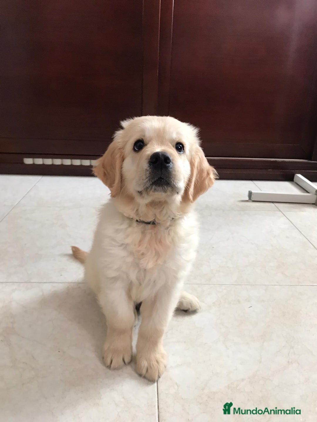 Golden Retriever perros en venta: Cachorros golden retriever con pedigree  - Anuncio 6