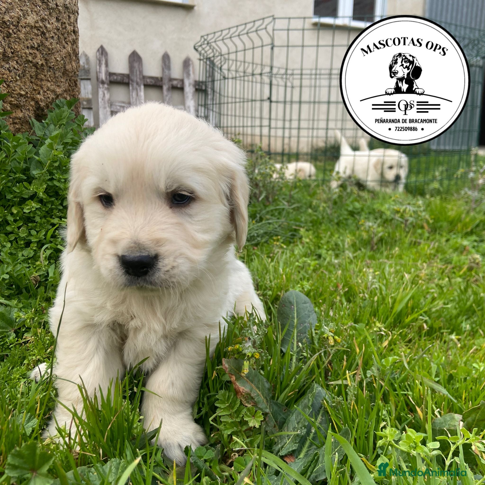 Golden Retriever perros Golden Retriever ¡PRECIO REAL! - Anuncio 2