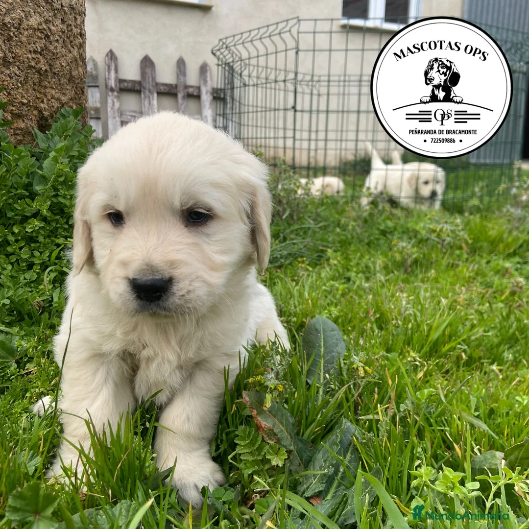 Golden Retriever perros en venta: Golden Retriever ¡PRECIO REAL! - Anuncio 1