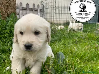 Golden Retriever perros Golden Retriever ¡PRECIO REAL! - Anuncio 13