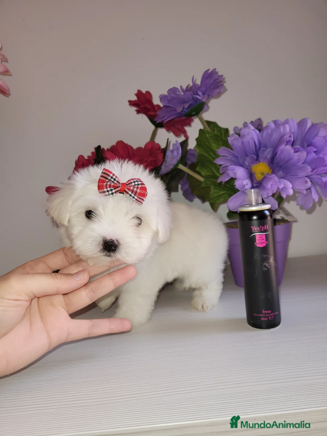 Imagen de galería {{count}}